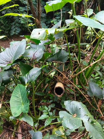 The image displays a dense vegetated area in Situm, Papua New Guinea. The foreground and mid-ground are filled with tropical foliage, primarily large, broad-leafed green plants, some exhibiting visible insect damage and water droplets. A section of light brown, hollow bamboo is horizontally situated in the mid-ground, slightly to the right of center, with its dark circular opening visible. A small, light brown frog rests on a large green leaf in the lower right quadrant. Smaller green plants and organic debris, including fallen leaves and soil, cover the ground. The background consists of dense foliage and tree trunks, indicative of a forested environment. No people, specific actions, or interactions are present.