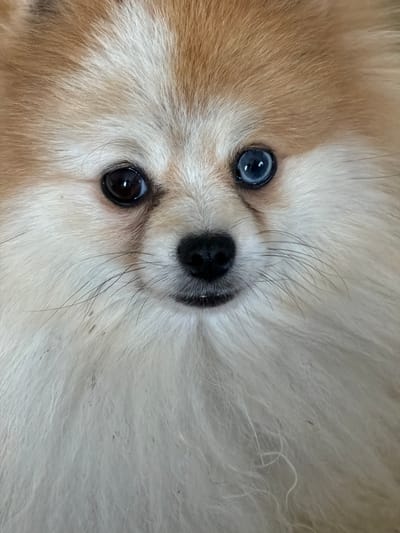 This is a close-up, head-on, studio portrait of a Pomeranian dog. The dog has light brown and cream-colored fur, with one eye being dark brown and the other a striking blue. Its nose is black, and it has prominent whiskers. The background is blurred and appears to be a light-colored, possibly textured surface. There is no indication of the city of Dobratycze, Poland, or any other environmental context in the image.