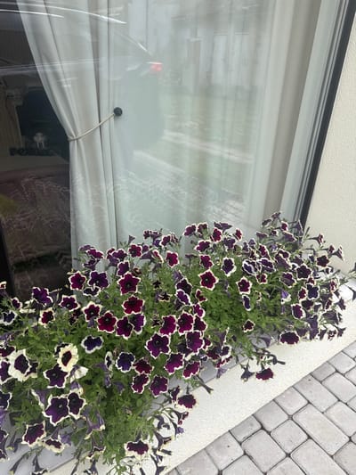 This media file depicts an outdoor scene featuring a hanging planter overflowing with dark purple and white petunias. The planter is positioned next to a window with white curtains and a transparent protective sheet. In the background, a textured grey paver wall is visible, suggesting an exterior setting. The overall impression is one of a well-maintained garden or balcony area. There are no people or specific activities taking place. Notable details include the vibrant colors of the flowers and the contrast between the soft texture of the curtains and the hard texture of the pavers. The lighting suggests it is daytime. There is no visible text. The location context is Berezhany, Ukraine.