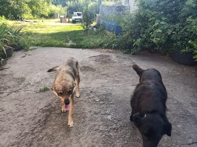 Two dogs are in an outdoor courtyard. In the foreground, a light brown dog with a black snout and tail is walking towards the camera with its tongue out. Behind it, a black dog is facing away from the camera, looking down. The ground is made of cracked concrete, and there is some patchy grass and dirt. In the background, there is lush green foliage and trees. To the left, there are some tall plants and old tires. Further back, there is a white van, a blue fence, and some buildings. The scene appears to be set in a rural or semi-rural location, possibly a backyard or a farm. The lighting suggests it is daytime, likely late afternoon or early evening, with sunlight casting shadows. The overall atmosphere is casual and natural. There is no visible text in the image.
