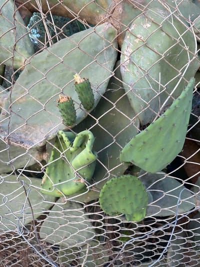 A metal chain-link fence obstructs a close-up view of several prickly pear cactus pads in Xagħra, Malta. The cactus pads are predominantly green, with some showing signs of wear or damage. Two small, green prickly pear fruits with dried yellow tops are visible on one pad. Another pad exhibits an unusual, bent shape. The background is blurred, suggesting foliage. The lighting is natural and appears to be from daylight.