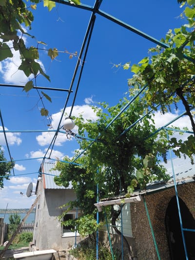 The image shows an outdoor scene with a bright blue sky and scattered white clouds, indicating it is daytime and likely sunny weather. The perspective is looking up, revealing a trellis covered with green grapevines. The trellis is constructed of blue metal poles and bars, with some sections of the structure visible. Hanging from the trellis are several clusters of young, undeveloped grapes.
Below the trellis, a building with a stone-covered section and a white-painted section is visible. A window with a white frame is present on the white part of the building. A white downspout runs along the edge of the roof. Further to the right, a satellite dish is mounted on a wooden pole. In the background, beyond the building, there is a body of water, suggesting the location is near a river, lake, or sea. The vegetation around the building is green and lush, consistent with a warm climate.
There are no people visible in the image. The overall impression is a tranquil, rural or semi-rural setting, possibly a backyard or garden area attached to a dwelling. The focus is on the interplay of the natural elements (sky, vines) and the man-made structures. The image appears to be taken in Ukraine, specifically Marynivka, as indicated by the context.