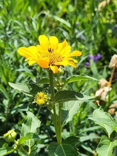 A vibrant yellow daisy-like flower is in full bloom, its petals spread wide. To the right of the main flower, a smaller, unopened bud of the same species is visible, its tightly furled petals hinting at future blossoms. The background is a lush, green tapestry of foliage and other plants, with hints of purple flowers interspersed among the greenery. The scene appears to be outdoors on a sunny day, with dappled sunlight illuminating the subjects. The focus is sharp on the flowers and their immediate surroundings, while the background is softly blurred, creating a sense of depth. The overall impression is one of natural beauty and the bounty of a garden or natural landscape. There is no visible text in the image.