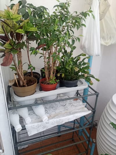 In Durlești, Moldova, an indoor plant display features several potted plants on a tiered metal shelf. On the top shelf, from left to right, are a Ficus species with variegated leaves, a Ficus benjamina, and a Christmas cactus. The Ficus species is in a light brown pot, while the others are in dark or terracotta-colored pots, all situated on a white tray. Below, on the second shelf, three white plastic bottles with caps are arranged horizontally on a white cloth with a floral pattern. The shelf unit itself has a blue frame. To the right of the shelf, a large, fluted white planter is visible. The background consists of a white wall.