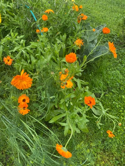 This is a top-down, medium-shot photograph of a garden in Нарынка, Russia. The garden is filled with orange calendula flowers and green foliage. The calendula flowers are of various sizes and stages of bloom, with some fully open and others in bud. The green foliage includes long, thin stems and leaves, possibly dill, and broader, more rounded leaves, possibly from cabbage or other leafy vegetables. The ground is covered in green grass, and there are a few water droplets visible on the leaves and grass, suggesting recent rain or dew. A blue hose is partially visible in the upper left quadrant of the image. The overall scene depicts a natural, uncultivated garden setting.