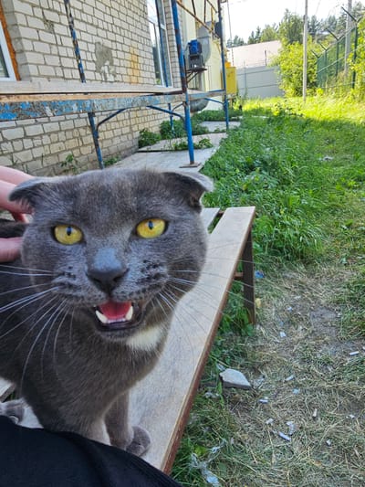 This media file captures a close-up, slightly distorted, and rotated view of a grey cat with bright yellow eyes and a pink tongue sticking out. The cat appears to be lying on a wooden surface, possibly a bench. Its mouth is open, revealing small, sharp teeth and a bright pink tongue. The cat's fur is short and dense. A human hand is visible in the lower left corner, gently holding the cat's head.
In the background, a brick building with windows is visible on the left. To the right of the building, there are metal structures painted blue, showing signs of rust. Beyond these structures, there is an expanse of green grass and vegetation, suggesting an outdoor setting. The grass is dry in some areas, with bits of debris scattered on the ground. In the upper left, a metal fence and trees are visible, hinting at a yard or park.
The lighting suggests it is daytime, likely sunny, given the bright illumination and the vivid colors. The overall scene appears to be casual and relaxed, with the focus on the expressive cat. The location context provided is "1 Maya, Russia," which offers a general geographical clue. There is no visible text in the media file.