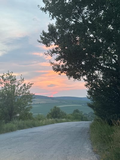 The image depicts a paved road curving upwards into a landscape viewed at dusk. The sky is filled with soft pink and orange hues from the sunset, with scattered clouds. On the right side of the road, a dense, dark green tree with lush foliage is prominent, its branches partially obscuring the sky. On the left side, another tree with lighter green leaves is visible, set back from the road. Beyond the road, a valley unfolds with rolling hills covered in agricultural fields, some appearing lighter green and others darker. The overall setting is rural and serene. This scene is located in Pavliv, Ukraine. There are no people or specific actions depicted in the image.