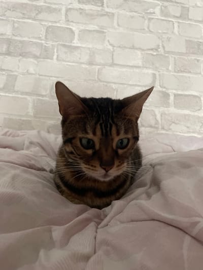 A Bengal cat with tabby markings and greenish-blue eyes is lying on a pink blanket. The cat is looking directly at the camera with a neutral expression. The background consists of a white brick wall. The image appears to be taken indoors. The location in Kamyshlov, Russia, is not specified in the image.