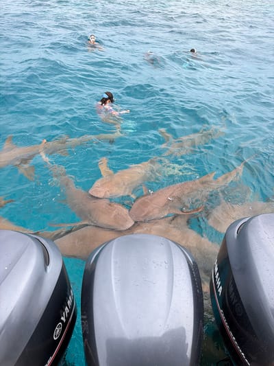 The image, taken from above, depicts an ocean scene in Fulidhoo, Maldives. Several nurse sharks are congregated near the stern of a boat, where three Yamaha outboard motors are visible. Three individuals are swimming in the turquoise water, two wearing snorkeling gear.
