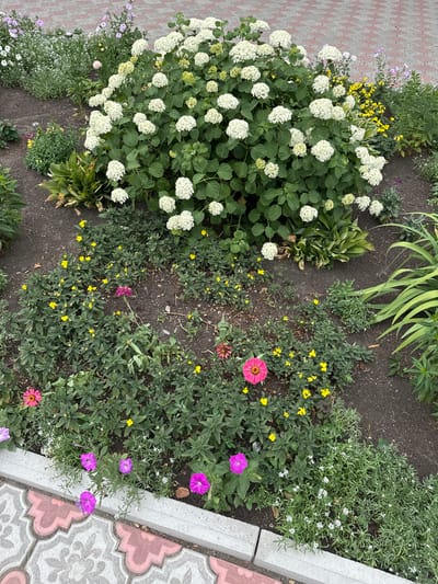 The image depicts a flowerbed in Biysk, Russia, featuring a variety of plants and flowers. In the foreground, pink petunias and small white flowers line the edge of a concrete border, adjacent to patterned paving stones. The middle ground is filled with green foliage and numerous small yellow flowers, punctuated by larger pink and fuchsia zinnias. Dominating the background is a large, dense bush with abundant white hydrangea blooms. The flowerbed is set against a backdrop of dark soil and some green leafy plants. No people are visible in the image, and no actions or interactions are depicted.
