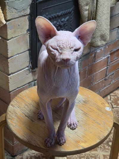 A hairless cat is perched on a round wooden stool in front of a brick fireplace. The cat is pink with wrinkles on its face and body. It has large ears and is looking directly at the camera with its eyes partially closed. The stool is light brown and appears worn. The fireplace is made of red bricks and has a black metal insert. Behind the cat and to the right, a tan-colored towel hangs on the wall. The floor is tiled with a light brown and cream pattern. The overall scene suggests an indoor setting, likely a home.