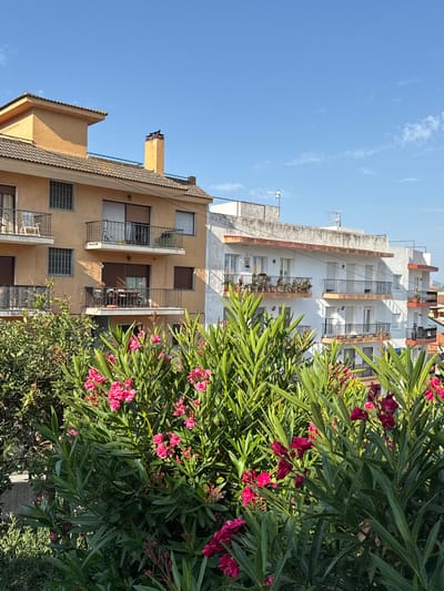 The image captures a view of apartment buildings in Blanes, Spain, with lush green foliage and pink oleander flowers in the foreground. The buildings are situated side-by-side, with balconies adorned with potted plants. The architecture suggests a Mediterranean style, with tiled roofs and pale-colored facades. The sky above is a clear, vibrant blue, indicating a sunny day. The scene appears to be residential, likely in a neighborhood with a mix of older and more modern structures. No people are visible in the frame. The overall impression is one of a tranquil, sun-drenched urban environment.