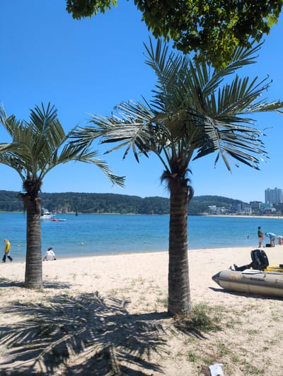 The image presents a beach scene in Ulsan, South Korea. Two palm trees dominate the foreground, their trunks and fronds extending into a clear blue sky. Beyond the trees, a sandy beach stretches along the coastline, dotted with people engaged in various activities. Some are standing near a small boat labeled "BLACK BISON," while others are walking along the shoreline. Across the water, a forested hill rises along the coast, with buildings visible in the distance, indicating the urban landscape of Ulsan. The scene is bathed in bright sunlight, casting shadows from the trees onto the sand.