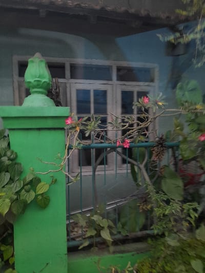 This image, presented sideways but depicting an upright scene, captures a tranquil outdoor view of a building's exterior adorned with flora. The background features a light blue wall and a white-framed window with multiple panes, some reflecting a pale blue hue.
In the foreground, a prominent green structure, appearing to be a fence or railing, spans horizontally across the frame. On the right, a solid green concrete pillar or wall segment is visible, topped with a decorative, ornate green baluster. Various plants thrive in this setting. A vine with slender stems and small, delicate pink flowers, likely Moss Rose (Portulaca grandiflora), cascades over the green fence. Other leafy green plants with varying leaf shapes grow both behind the fence and cascade over the green concrete structure in the lower right. Some dried seed pods or flowers are also visible among the foliage.
The lighting is soft and diffused, suggesting either an overcast day or a period of day with indirect sunlight, such as early morning or late afternoon. No people are present, and no specific activity is taking place. There is no discernible text within the image. The scene offers a glimpse into a domestic or garden environment, situated in Kecamatan Gempol, Indonesia.