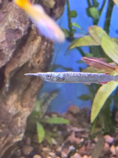 A needle-nose gar fish hangs vertically in an aquarium. The fish has a long, slender body and a pointed snout. The scales are iridescent silver. Green aquatic plants are visible in the background. Gravel and rocks are on the aquarium floor. Another fish is blurred in the foreground. The setting is likely an indoor environment, potentially a pet store or home aquarium. There's no indication that the image was taken in Tijuana, Mexico, or any other specific city.