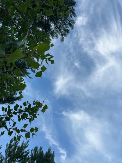 This low-angle shot captures a view looking up at a sky filled with wispy, cirrus clouds against a clear blue backdrop. The clouds are illuminated, suggesting daylight. In the foreground, lush green foliage from deciduous trees, with broad leaves, occupies the bottom half of the frame, partially obscuring the sky. Behind these, the darker, needle-like branches of coniferous trees are visible, suggesting a mixed forest environment. The overall impression is one of a natural, outdoor setting. The lighting and cloud formations hint at a pleasant day, perhaps late morning or afternoon. No people, objects, or text are visible. The location context provided is Eniseiskoe, Russia, which aligns with the presence of mixed forests.