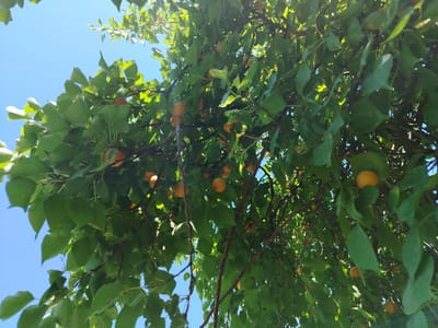 This image captures a low-angle view of an apricot tree laden with ripe fruit, set against a clear blue sky. The branches are densely packed with vibrant green leaves, through which numerous round, orange apricots are visible, many of them in clusters. The sunlight filters through the foliage, creating dappled patterns and highlighting the fruits. The perspective suggests the viewer is standing directly beneath the tree, looking upwards. The setting appears to be an outdoor, natural environment, likely a garden or orchard, given the abundance of fruit and foliage. This scene is located in the city of Usto Xo‘jamat, Uzbekistan. There are no people or animals visible in the frame.