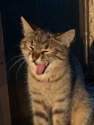 The image features a tabby cat captured mid-yawn, its pink tongue fully extended and visible. The cat lies horizontally, its head to the left, with its eyes squinted or closed, indicative of relaxation or sleepiness. Its short fur displays a distinct tabby pattern with warm brown, gray, and black stripes, brightly illuminated by direct sunlight. Prominent white whiskers fan out from its snout.
The cat is resting on a dark, possibly tiled surface, which has a subtle pattern and appears slightly reflective in areas. A dark, wooden or concrete ledge runs along the bottom edge of the frame. In the background, a lighter, textured wall or structure, likely stone or concrete, is partially visible and also caught in the sun's rays.
The strong, warm lighting suggests it is daytime, possibly morning or late afternoon, casting distinct shadows and highlighting the cat's fur. The scene conveys a sense of peaceful rest and comfort. There is no visible text in the image. The setting for this relaxed moment is Slavyani, Bulgaria.