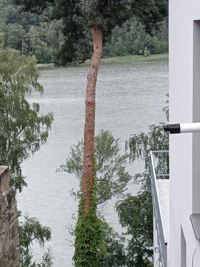 This image shows a view of a lake with trees and a building in the foreground. The lake is calm with gentle ripples on the surface. A tall, slender pine tree with ivy growing up its trunk is prominently featured in the center of the image. To the left, a portion of a stone structure is visible, and further left are trees with light green foliage. On the right side of the image, a white building with a balcony railing and a gutter downspout extends into the frame. The background consists of a dense forest of trees. The scene appears to be a natural setting adjacent to a residential or recreational area. The location is identified as Doksy, Czechia.