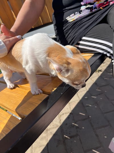A chihuahua with tan and white fur stands on a wooden bench, its head lowered towards the surface. A person's arm, with a white sweater sleeve and neatly manicured fingernails, is visible on the left side of the image, gently touching the dog. The person is wearing black pants with white stripes and a black top with a floral print. The bench appears to be outdoors, with sunlight casting shadows on the paved ground below. There are no specific indicators in the image to suggest the location is Tikhoretsk, Russia.