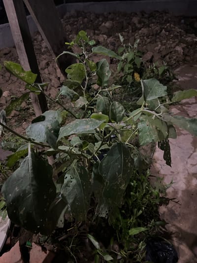 This media file depicts an outdoor scene at night, likely in Benuaraja, Indonesia. The central subject is a plant with large, broad leaves, some of which are damaged or have holes. The plant appears to be growing in loose soil, with visible dirt and rocks. There are also other, smaller green plants surrounding the main subject. In the background, a rough, textured wall is visible, possibly made of concrete or stone. To the right of the main plant, a black plastic bag is partially visible among the foliage. The scene is illuminated by artificial light, casting shadows and highlighting the textures of the soil and plant. The overall impression is of a natural or semi-cultivated area at night, with the plant being the primary focus. There is no indication of people, specific activities, text, or particular weather conditions.