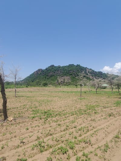 The image captures a landscape scene featuring a prominent rocky hill covered in green vegetation in the background. In the foreground, a dry, cultivated field with rows of sparse green shoots stretches towards the hill. Several bare, deciduous trees are scattered across the field, adding to the arid aesthetic. A few small buildings are visible in the middle ground, nestled among the trees. The sky is a clear, bright blue, with a few wispy clouds on the right side of the frame. The overall impression is one of a rural or semi-rural environment, possibly in the dry season, with signs of cultivation and natural features.