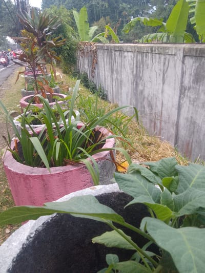 The media file depicts an outdoor scene, likely in a roadside setting in Cisarua, Indonesia. The foreground features several planters, some containing green leafy plants and others with more sparse, dried vegetation. One planter in the foreground is partially visible and appears to contain dark soil and lush green leaves. Behind this, a pink planter holds several tall, thin green plants. Further back, more planters with varying degrees of plant life are visible.
The midground shows a concrete wall running horizontally across the image, exhibiting signs of age and weathering. Tall green plants, possibly banana leaves, are visible above the wall, indicating a tropical or subtropical environment. A dry, straw-like ground cover is present between the planters and the wall.
The background reveals a road with several motorcycles and a few people, suggesting moderate traffic. Trees and dense foliage line the other side of the road, contributing to a lush, green landscape. The overall lighting suggests it is daytime, likely overcast or during a less intense part of the day, as there are no strong shadows. The scene appears to be a public space, possibly a garden or verge along a busy road, with an effort made to add greenery in planters. There is no visible text in the image.