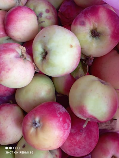 A close-up, overhead shot shows a pile of apples, likely at a market stall in Taş-Kömür City, Kyrgyzstan. The apples are a mix of red and green, with some showing a blush of pink. They are arranged in a chaotic, overlapping manner, with some stems visible. The lighting is bright, casting shadows on some of the fruits. The overall impression is one of abundance and freshness, with the apples appearing ripe and ready to eat.