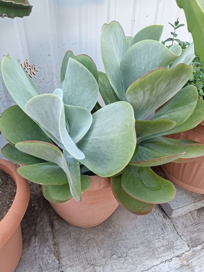 A close-up, eye-level shot captures a large, light green succulent plant with broad, paddle-shaped leaves. The leaves are arranged in a rosette pattern, with some slightly cupped and others flatter. A thin, reddish-brown edge is visible on some of the leaves. The succulent is planted in a terracotta pot, which is partially visible at the bottom and right of the frame. Another terracotta pot is visible on the far left, containing soil and the edge of another plant.
The background is a light-colored, textured wall, possibly corrugated metal, with some small dark spots that could be water droplets or debris. To the right of the succulent, a few small green plants with delicate stems and leaves are visible, suggesting a garden or outdoor setting. The ground beneath the pots appears to be concrete.
A small, decorative wooden object with intricate cutouts is attached to the wall in the upper left quadrant of the image, near the succulent's leaves.
The image is a still photograph with no discernible activity or event taking place. The lighting suggests it is daytime, possibly morning, given the timestamp in the bottom right corner: "26.06.2026 09:00". The weather appears calm, with no indication of wind or rain. The location context is Strovolos, Cyprus. The overall mood is peaceful and still, focusing on the natural beauty of the succulent.