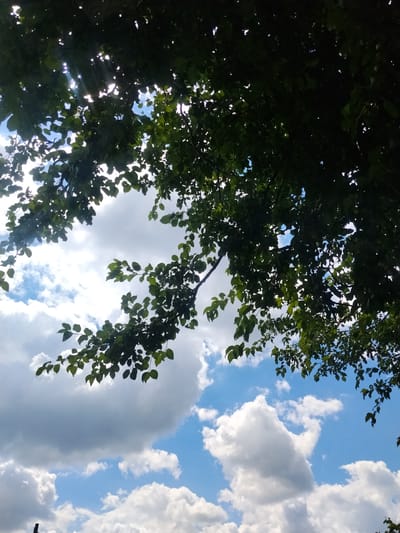 The image captures a low-angle view looking upwards through the dense foliage of a tree towards a bright blue sky dotted with fluffy white clouds. Sunlight filters through the leaves, creating dappled light and highlighting some of the branches. The leaves are a vibrant green, and the overall impression is of a peaceful, natural scene. The image is attributed to the city of Hoholeve, Ukraine.