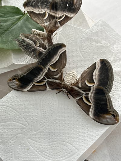 The image shows two adult female Giant Silk Moths (Antheraea assamensis) resting on a white paper towel. The moths are brown with intricate patterns of white, yellow, and black on their wings. One moth is in the foreground, with its wings spread, revealing a cluster of pale, cocoon-like egg masses attached to its abdomen. The other moth is partially visible in the background, and appears to be resting on a green leaf. The setting is indoors, likely a domestic environment. There is no indication of the city of Zlín, Czechia.
