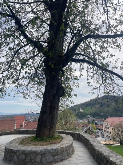 The image shows a view from a stone-paved walkway with a low stone wall, likely an elevated viewpoint in the city of Škofja Loka, Slovenia. A large tree grows from a circular area in the walkway, with its branches extending across the frame. In the background, the cityscape of Škofja Loka is visible, with buildings featuring red roofs and light-colored walls. Beyond the city, a tree-covered hillside slopes upward. The sky is overcast with varying shades of grey and white.