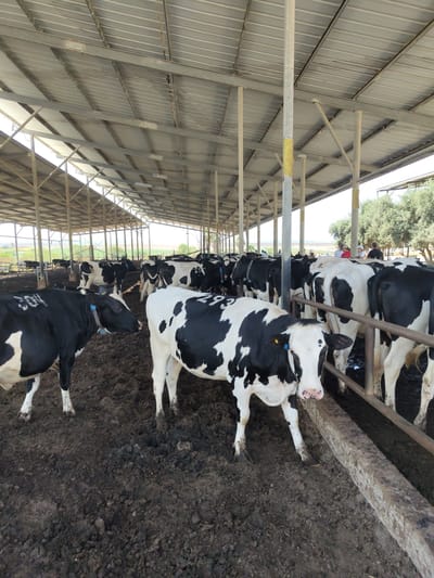 This is a medium-shot, eye-level, outdoor photograph of a barn with Holstein cows in Yoav Regional Council, Israel. The barn has a corrugated metal roof supported by a series of metal poles. The floor of the barn is covered in dark, muddy soil. In the foreground, two black and white Holstein cows are standing. The cow on the left is facing left and has the number "304" written on its flank. The cow on the right is facing the camera and has the number "293" written on its flank. Several other Holstein cows are visible in the background, some with visible numbers on their flanks. Beyond the barn, a row of olive trees and other vegetation is visible, with a clear blue sky overhead. A few people are visible in the far background, standing near the trees.