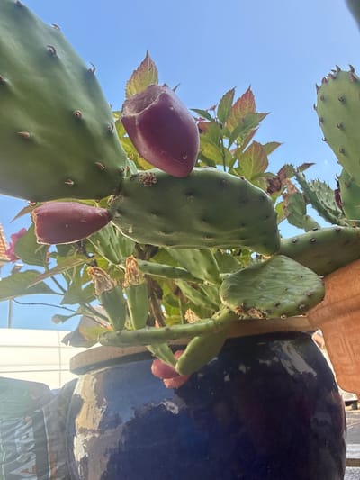 A close-up shot, captured from a low angle, showcases a prickly pear cactus with several prickly pear fruits. The cactus pads are a vibrant green, and the fruits, a deep reddish-purple, appear to be ripe. One fruit is partially eaten. The cactus is planted in a large, dark blue ceramic pot, with a terracotta pot visible to the right. Behind the cactus, foliage with hints of red and green can be seen, along with a clear blue sky. In the background, a white structure and what appears to be a black plastic bag are partially visible. The scene is set outdoors, under daylight conditions. This image was captured in Liederbach, Germany.