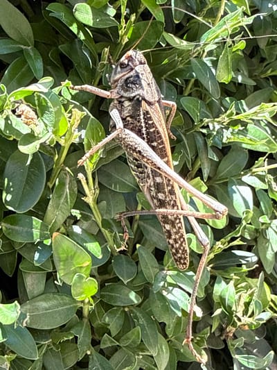 A large grasshopper, approximately 6 inches long, is perched on a leafy green bush in Izobilnyy, Russia. The grasshopper has a mottled brown and black exoskeleton and long, spiny legs. Its antennae are visible, extending forward from its head. The bush has small, oval-shaped leaves and is in full sun, casting shadows on some of the foliage. The grasshopper is positioned vertically on a stem, with its body angled downwards.
