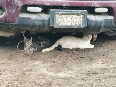 Two cats are resting under the bumper of a maroon Nissan SUV. The license plate reads "BOJ-828" and identifies the vehicle as being from Peru. The background indicates a dusty, possibly arid environment. The vehicle and surroundings appear to be dusty and dirty. The location is Chimbote, Peru.