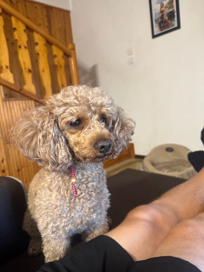 A light brown poodle with curly fur is sitting on a dark brown couch, facing right and looking slightly up. The dog is wearing a red and white braided necklace with a single yellow bead. In the background, a wooden staircase is visible on the left, and a framed picture hangs on a beige wall on the right. A dog bed is also visible on the floor behind the couch. The lower right corner of the image shows a person's legs, with knees bent, wearing black shorts. The scene appears to be an indoor setting, likely a living room.