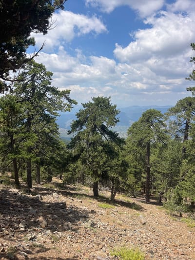 This image captures a scenic view from a hillside in Prodromos, Cyprus. The foreground is dominated by a rocky, uneven terrain covered in small stones and scattered pinecones. Several pine trees, with their characteristic green needles and rough bark, are prominently featured throughout the frame, some leaning at angles. Beyond the immediate hillside, the landscape opens up to a valley with distant hills and what appears to be a small settlement nestled among them. The sky above is a vibrant blue, dotted with fluffy white cumulus clouds, suggesting a clear and sunny day. The overall impression is one of a natural, mountainous environment, likely a hiking trail or a viewpoint overlooking the surrounding countryside.
