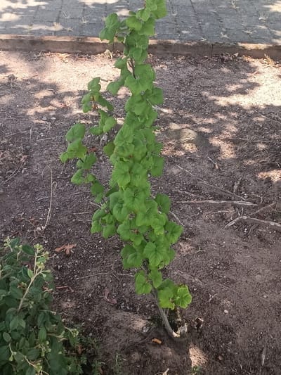 The media file captures an outdoor scene, likely in Germersheim, Germany. The primary subject is a young, slender green plant with numerous leaves, standing upright in the center of the frame. The plant appears to be a sapling or a shrub in its early stages of growth. Its branches extend upwards and outwards, sparsely populated with heart-shaped, vibrant green leaves. The plant has a single main stem that branches out near its base, and it is rooted in dark, loose soil.

The ground surrounding the plant is a mixture of dark soil, small stones, and dried organic matter, such as twigs and leaves. In the background, a paved area, possibly a sidewalk or a patio, is visible. This paved area is made of rectangular stones laid out in a pattern. The light suggests it is daytime, with dappled shadows from unseen foliage falling across both the soil and the paved surface, indicating either a sunny day with some obstruction of direct sunlight or a partially shaded area. The overall impression is one of a natural or semi-natural outdoor environment, possibly a garden or the edge of a park.

To the lower left of the frame, another cluster of green foliage is visible, suggesting the presence of other plants or bushes in the vicinity. This additional greenery also has leaves and small buds or developing flowers. The scene is devoid of any human presence or obvious activity. The lighting and the shadows suggest the time of day is likely mid-morning or late afternoon. There is no visible text in the media file.