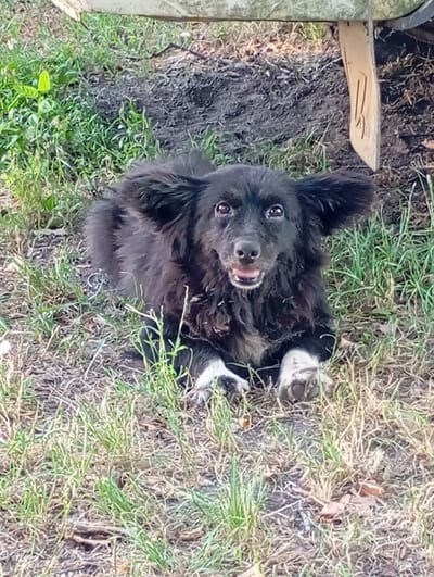 A medium-sized, black, fluffy dog with white paws lies on the ground in a grassy, outdoor area. The dog is looking directly at the camera with its mouth slightly open, appearing happy and alert. Its ears are perked up, and its eyes are dark and expressive. The background consists of dry grass, some green vegetation, and dark soil. Partially visible at the top of the image is a light-colored object, possibly part of a vehicle or structure, with a light brown wooden piece attached to it. The lighting suggests it is daytime. The setting appears to be a rural or natural environment, consistent with the location context of Hertsa, Ukraine. No visible text is present in the image.