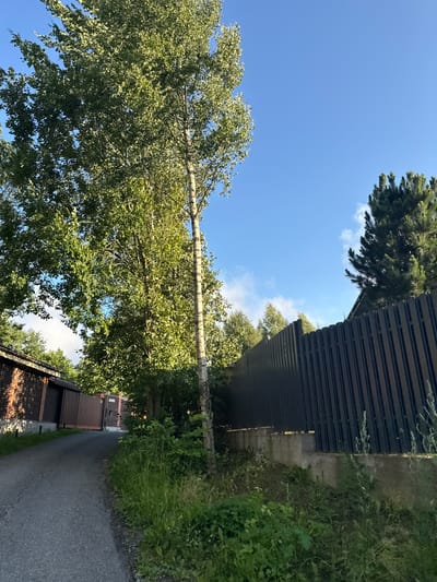 The image shows a residential area in Yukki, Russia, under a clear blue sky with scattered clouds. A paved driveway leads towards a large gate, flanked by brick buildings on the left. Tall trees with green foliage dominate the foreground, with one slender, pale-barked tree standing out. A dark, vertical-slatted fence runs along the right side of the driveway, bordering a concrete retaining wall overgrown with grass and weeds. In the background, dense greenery and the roofline of a building are visible.