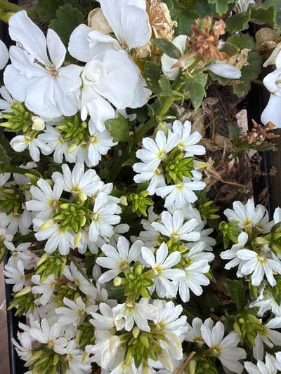 A close-up, overhead shot captures a dense arrangement of small, white flowers with yellow centers and green buds. The petals of the flowers are delicate and slightly cupped. Interspersed with the blooms are dark green leaves and dried, brown plant material, suggesting a slightly neglected or overgrown garden setting. The overall impression is one of lush, natural growth. The image does not contain any people, actions, or interactions. The specific location within Torquay, United Kingdom, cannot be determined from the visual information provided in the image.