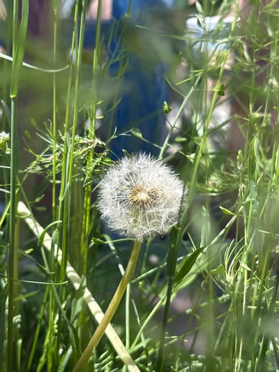 A single dandelion seed head, its fluffy white pappus clearly defined, is centrally positioned within a dense thicket of green grass and other delicate foliage. The background is blurred, suggesting a natural outdoor setting. The lighting indicates it is daytime, with sunlight illuminating the scene and casting soft shadows. No people are present in the image. The image is taken in Jrarat, Armenia.