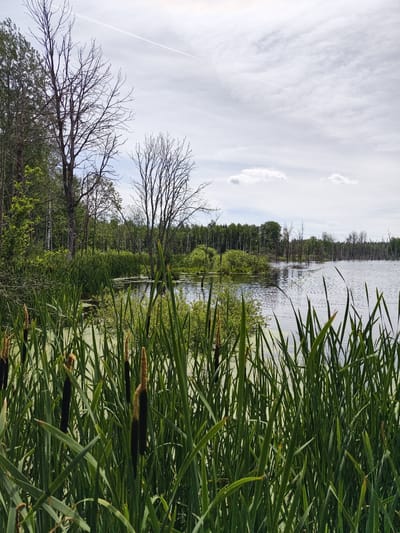 This is a landscape photograph of a marshy area with a body of water. In the foreground, tall green reeds and cattails are prominent, obscuring a portion of the view. Behind them, the marsh extends to a calm lake. The water is surrounded by dense green foliage and trees, some of which are bare, suggesting a transitional season or a specific type of wetland vegetation. The background features a line of trees against a cloudy sky. A faint contrail from an aircraft is visible in the upper portion of the sky.
The scene depicts a natural wetland environment, likely a marsh or swamp, with a lake. The overall impression is one of natural tranquility. The lighting suggests it is daytime, with overcast conditions due to the diffused light and cloudy sky. There is no activity or event taking place; it is a static landscape view. No people or man-made objects are clearly visible, with the exception of the distant airplane contrail. No text is present in the image. The location context provided is Linköping, Sweden, which aligns with the type of natural landscape often found in such regions.