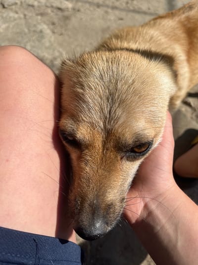 The image shows a close-up of a dog's head resting on a person's lap. The dog has light brown fur with darker brown markings around its eyes and muzzle. Its eyes are dark brown and appear to be looking off to the side. A person's hand is gently resting on the dog's head, and their skin is visible. The person is wearing dark blue shorts. The background appears to be outdoors, with a concrete-like surface visible in the upper left corner, suggesting a paved area or ground. The lighting suggests it is daytime, with bright sunlight casting shadows. The overall mood seems calm and affectionate, indicated by the gentle interaction between the dog and the person. The image was taken in Bohunove, Ukraine. There is no visible text in the image.