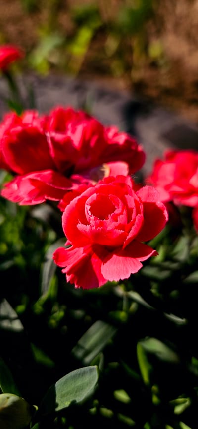 A close-up, vertical, eye-level shot captures several vibrant red carnations in bloom. The flowers are the primary subjects, with the focus sharp on the central bloom and the petals of those to the left and right. The background is softly blurred, showing hints of green foliage and earthy brown soil, suggesting an outdoor garden setting. The lighting appears to be natural sunlight, casting subtle shadows on the petals and creating a sense of depth. This image is of the flowers in a garden in the city of Kostenets, Bulgaria.