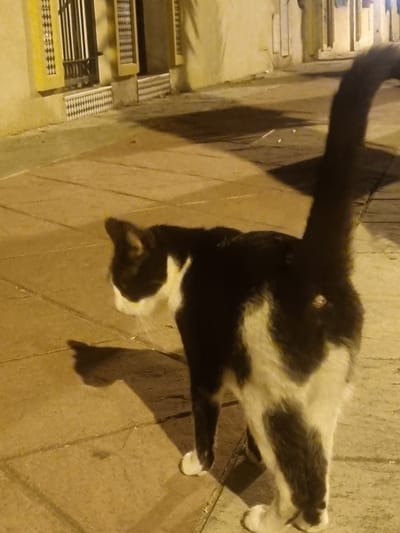 A black and white cat is walking on a sidewalk in Orihuela, Spain, at night. The cat is viewed from behind and to the side. The cat's tail is held high and is curved. The cat has white paws. The sidewalk is made of tan square tiles. In the background, there is a building with a yellow facade. There are windows with decorative grilles and some white patterned tiling near the base of the building. The lighting suggests it is evening or night, with artificial light illuminating the scene.