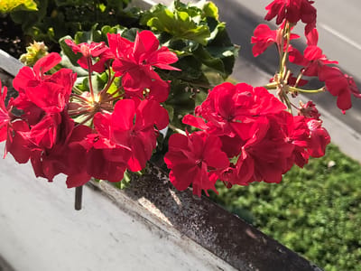 The image shows a close-up of bright red geranium flowers blooming in a planter box. The planter box appears to be made of a weathered white material, possibly concrete or painted metal, with visible rust and discoloration on its edge. The flowers are vibrant and in focus, with their petals catching the sunlight. Behind the flowers, green leaves are visible, also in focus. The background is blurred, showing a paved surface, possibly a road or sidewalk, and further green foliage, suggesting an outdoor setting in an urban environment. The scene is likely located on a balcony, windowsill, or a similar elevated structure in the city of Rivne, Ukraine, given the context provided. There are no people or animals visible in the image. The lighting suggests it is daytime, possibly late morning or afternoon, with strong sunlight casting shadows.