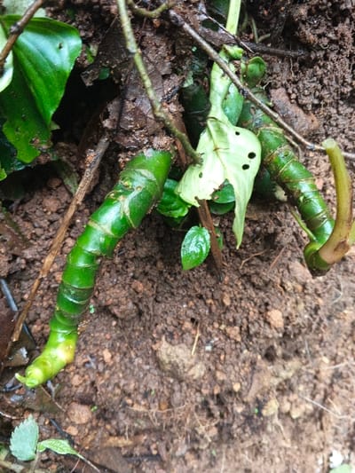 This close-up image depicts a segment of a green, articulated plant stem or rhizome partially exposed from the soil in Situm, Papua New Guinea. The prominent stem, positioned diagonally from the upper right to the lower left, is dark green, cylindrical, and visibly segmented with distinct nodes. It tapers towards a lighter green, yellowish tip at the lower left. To the right, another similar segmented green plant part is partially visible. The immediate environment consists of dark brown, moist, clumpy soil interspersed with small pebbles and organic debris, including several thin, dark twigs and fragments of dried leaves. Small, dark green leaves are present, including one light green leaf with multiple small, irregularly shaped holes. No human subjects, animals, or specific actions are depicted. The scene is static, documenting botanical matter within its natural soil environment.