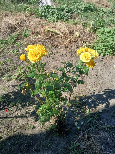 The image shows a rose bush with multiple yellow blooms in a patch of dry, brown grass and green weeds. The ground is a mix of dirt and plant debris. The lighting suggests it is daytime with shadows cast by the foliage. The scene appears to be outdoors, possibly a garden or a yard. There are no people or animals visible in the image.